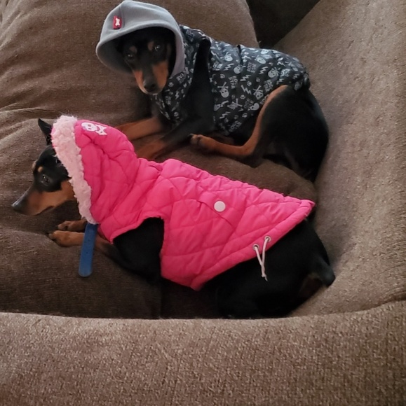 Meet your Posher, The Queen Bee - Picture 3 of 3